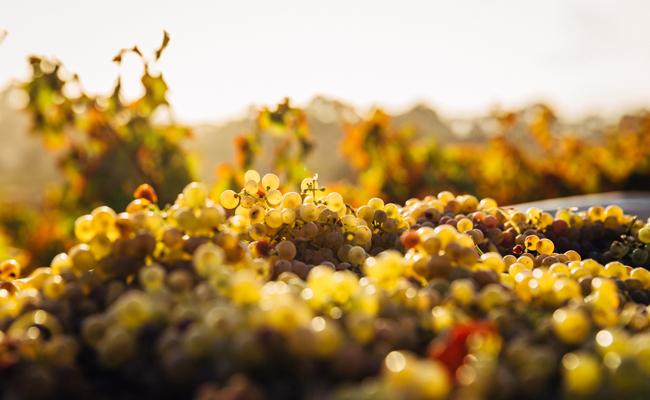Calories in Riesling