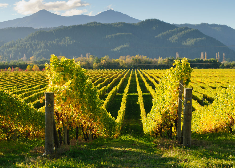 Calories in Sauvignon Blanc