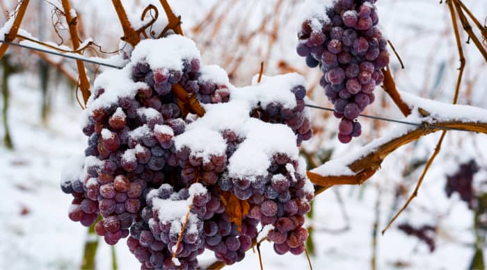 Ice Build Up Wine Fridge