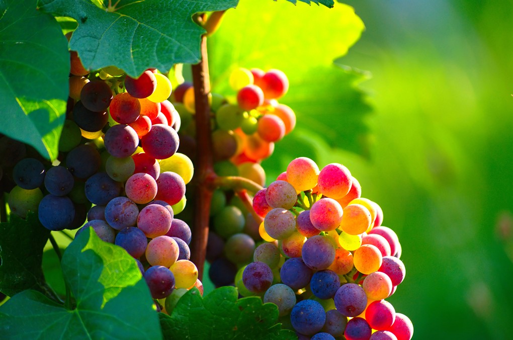 Sunlight, UV Light & Wine Storage