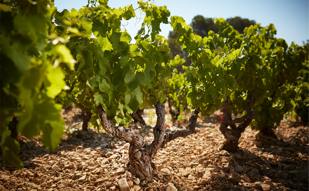 So you think you know... THE RHONE?