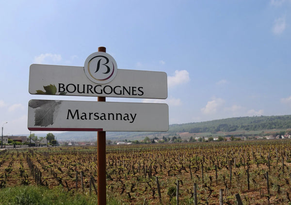 How to Store and Serve Marsannay