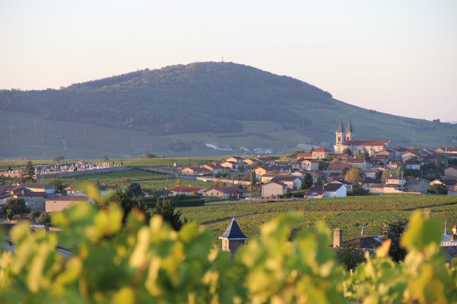 Beaujolais Wine Guide