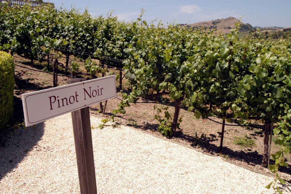 Calories in Pinot Noir