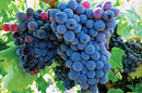 Syrah & Grenache - Meet the Grapes!